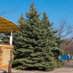 1-2 ft. - Blue Wonder Spruce Tree - Spectacular Gray-Blue Foliage