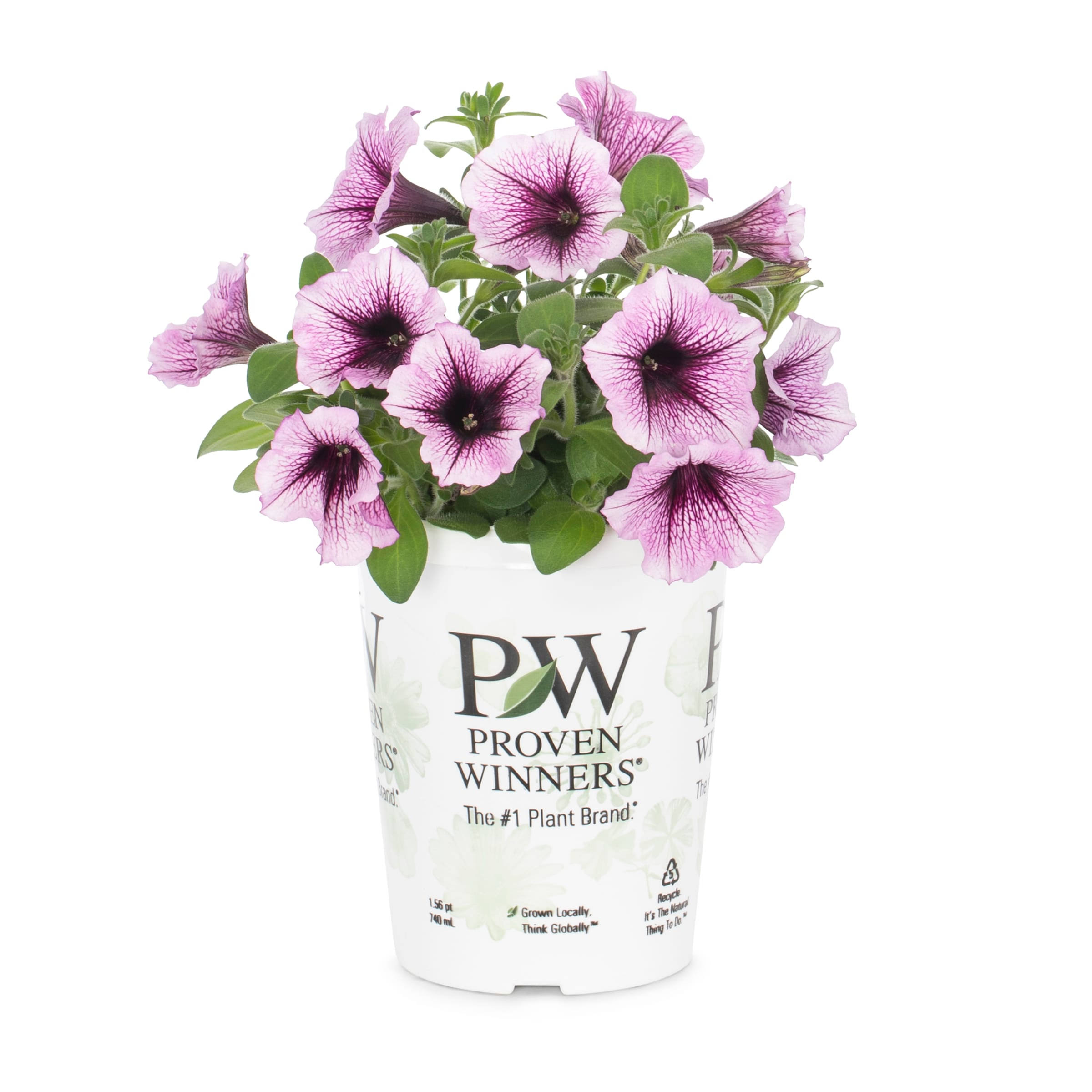 5a7e5b663b7a7361b814644ab833a8358a9f8845b76d1997c492ebad877606b5.jpg Proven Winners Supertunia Bordeaux in 1.56-Pint Pot | Nursery - Image 1