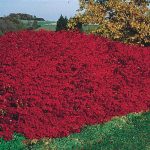 Dwarf Burning Bush Hedge - Dormant 18-24" (10 Plants)