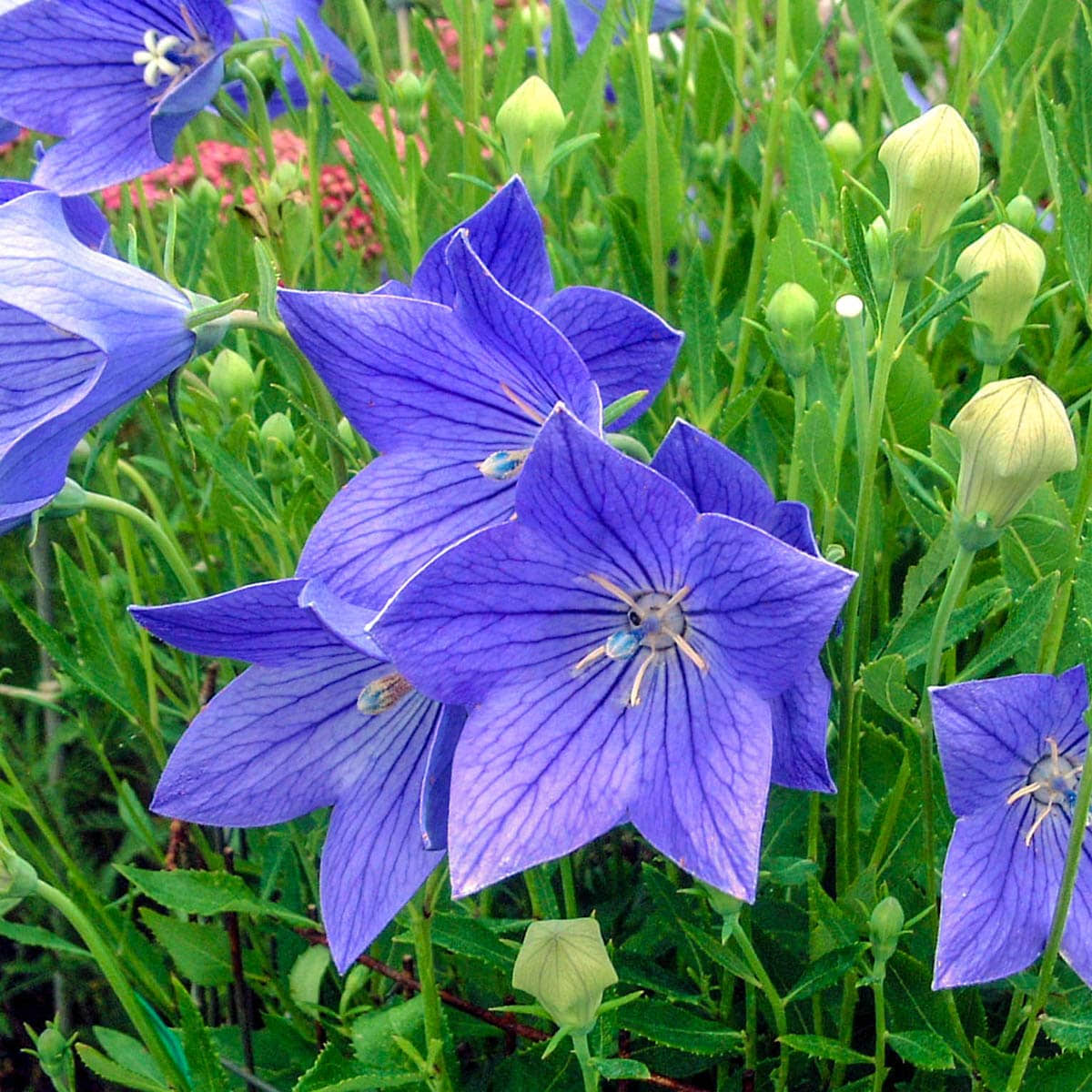 5b5c640f992d102406012d4198b493e4e7960b275fed7afba9c38286b876e6d7.jpg Fuji Blue Balloon Flower - Image 1
