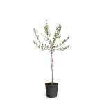 Brighter Blooms - Arbequina Olive Tree, 2-3 ft. - No Shipping to AZ