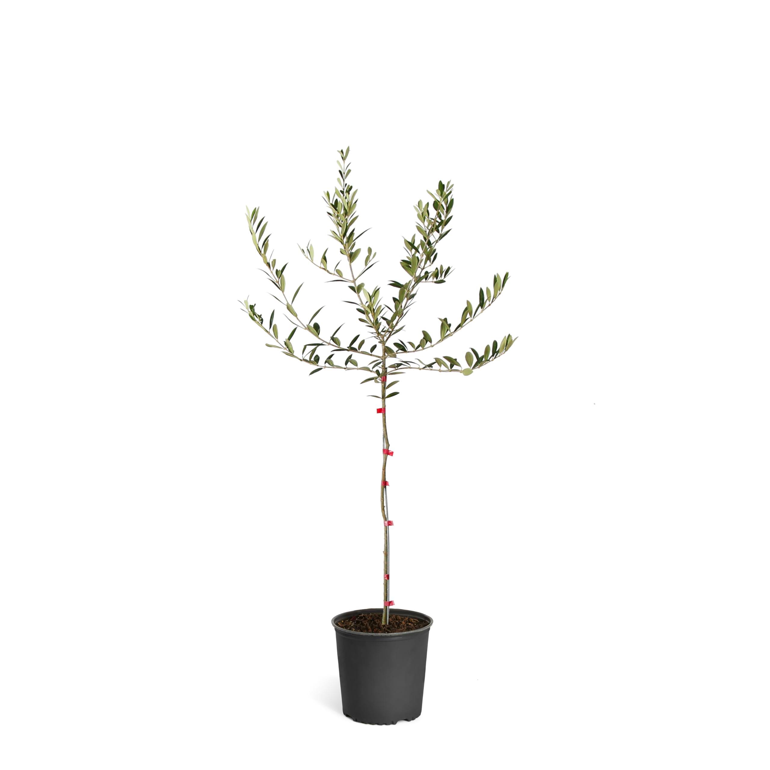 5b5fc678d1c5a3e4340e38d7df5064f417767067456833f6ed42e8cf88911944.jpg Brighter Blooms - Arbequina Olive Tree, 2-3 ft. - No Shipping to AZ - Image 1