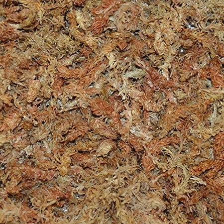 5ba4435ba3fbde2a36f9709b12f13690978254cbab12b1a2e7457624131a55ad.jpg Sun Bulb Company Inc 50430 Better-Gro Sphagnum Moss, Growing Medium, 240 Grams - Image 1
