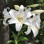 Touch of ECO Giant Pretty Lady Tree Flower Lily Bulbs 3 Pack Alphanumeric String, Large
