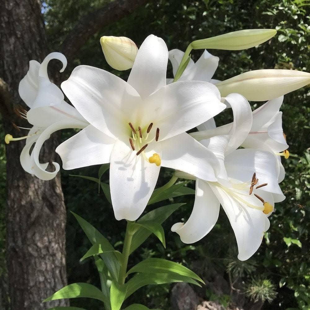5bea3d5bb6021f2a3ed323e814f011a9cb6752ffa517839e7997f47db26dea47.jpg Touch of ECO Giant Pretty Lady Tree Flower Lily Bulbs 3 Pack Alphanumeric String, Large - Image 1
