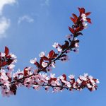 Brighter Blooms - Newport Flowering Plum, 4-5 ft. - No Shipping to Ar,az,ca,id,la,or,wa