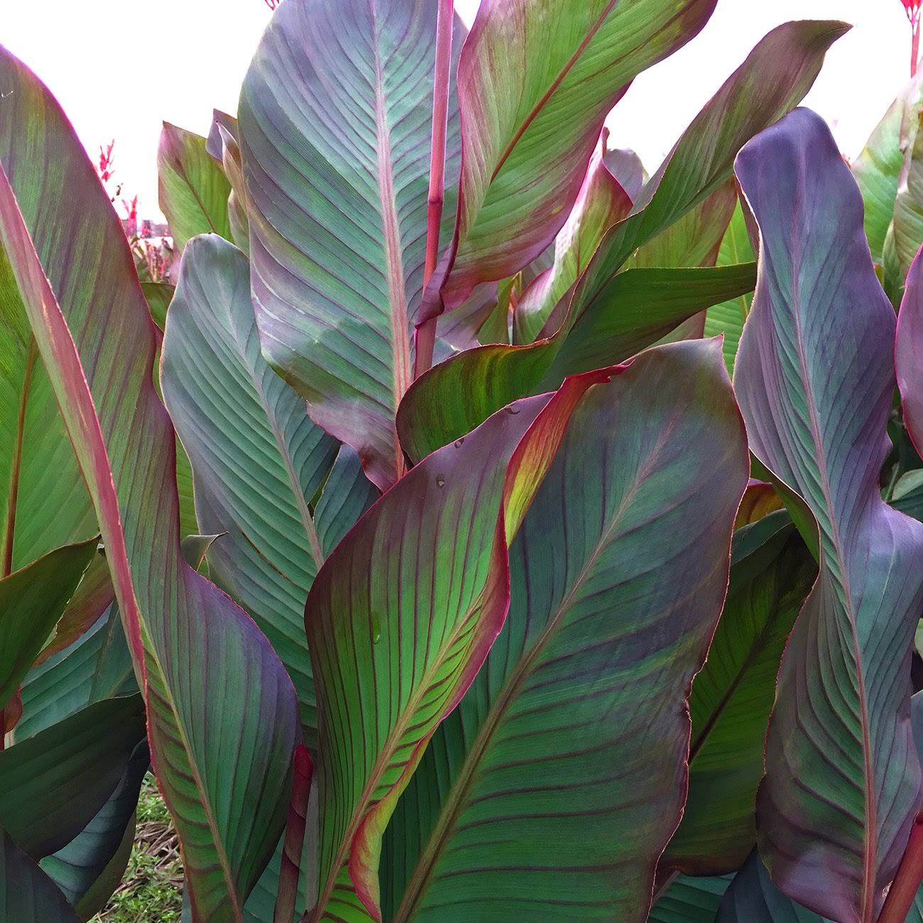 5c9266e389b7442a2778a7c70db0f6fb3e70fd1795d9910e1260c72b7d98bd59.jpg Van Zyverden Giant Cannas World's Tallest Cannas Musifolia, Set of 5 Bulbs - Image 1