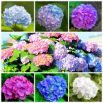 60+ Mixed Color Hydrangea Seeds for Planting, Hydrangea Macrophylla Giant Snowball Hydrangea Fast Growing Shrub, Flower Plant Wedding, Outdoor