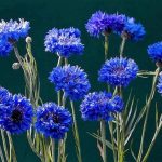 Dwarf Blue Cornflower/Bachelor Button Seeds - 1000 Seeds by Seeds2Go