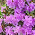 Karen Azalea Broadleaf Evergreen Flowering Shrub, Grown in A 2.25 Gallon Pot (1-Pack)