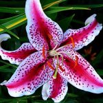 (3) Fragrant & Beautiful Flowering Stargazer Oriental Lily Bulbs, SeedsBulbsPlants&More