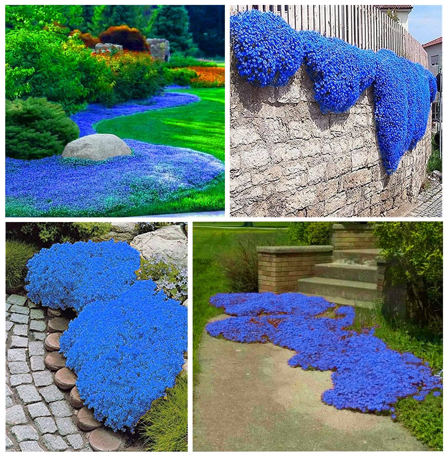 5dd849825f4e1767842666816c8d39f9217b5e6b50a4a35a4002e3867ab18e88.jpg 2000+ Blue Creeping Thyme Seeds for Planting Thymus Serpyllum - Heirloom Ground Cover Plants Easy to Plant and Grow - Open Pollinated (Blue) - Image 1