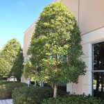 1 gal. Dahoon Holly Evergreen Tree
