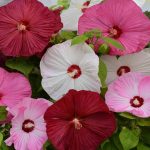Outsidepride Hibiscus Luna Flower Seed Mix - 10 Seeds