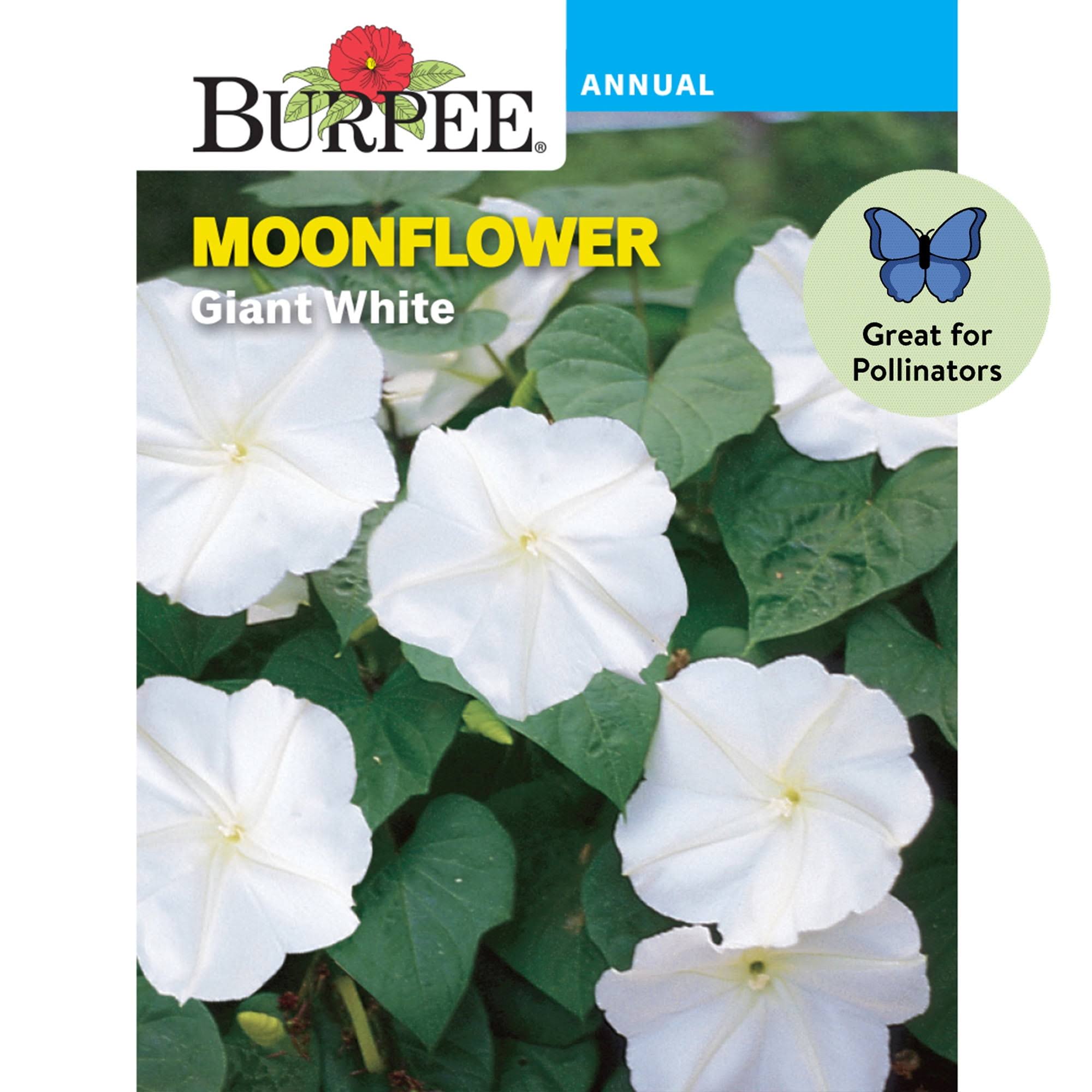 60812d4bfe82833c48da12352974030e2703f5c8cbd9cd92265dce7502a5572a.jpg Burpee Giant White Moonflower Flower Seed - 1 Pack - Image 1