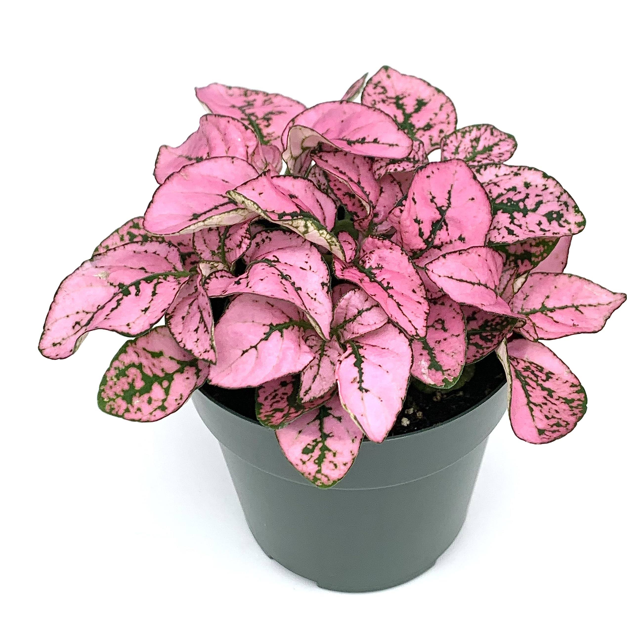 60ae2d7e5d6e392a3838e77f759fc2c673ede2a45b658660d0990b684d4f8062.jpg Hypoestes Pink Splash Live Potted House Plants Air Purifying in 2" Pot - Image 1