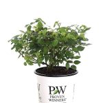Proven Winners 4.5 in. Qt. Oso Easy Lemon Zest Landscape Rose (Rosa) Live Shrub, Yellow Flowers