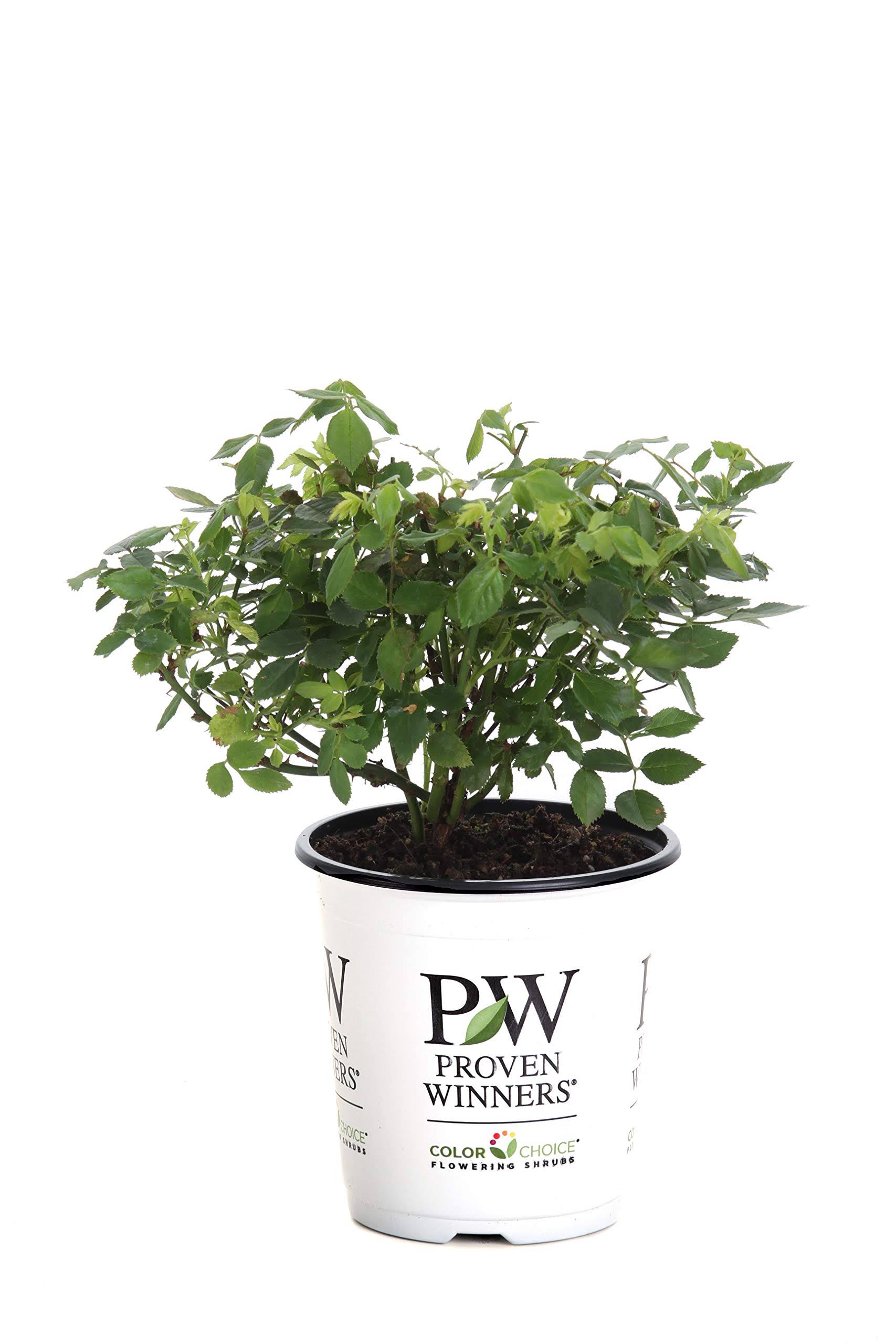 60b7ac24d2a30da5550fe1a4466df27649569e196fb0a1fd23cc463e9a4c3d64.jpg Proven Winners 4.5 in. Qt. Oso Easy Lemon Zest Landscape Rose (Rosa) Live Shrub, Yellow Flowers - Image 1