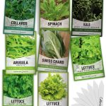 8 Leafy Garden Greens Seeds for Planting Individual Packets - Arugula, Collards, Spinach, Swiss Chard, Kale, Lettuce, Leafy and Butter Lettuce Seeds F
