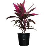 Cordyline fruticosa, Red Sister, Ti Plant, Live Plant 25-30 in. Tall in Grower Pot by Nature's Way Farms