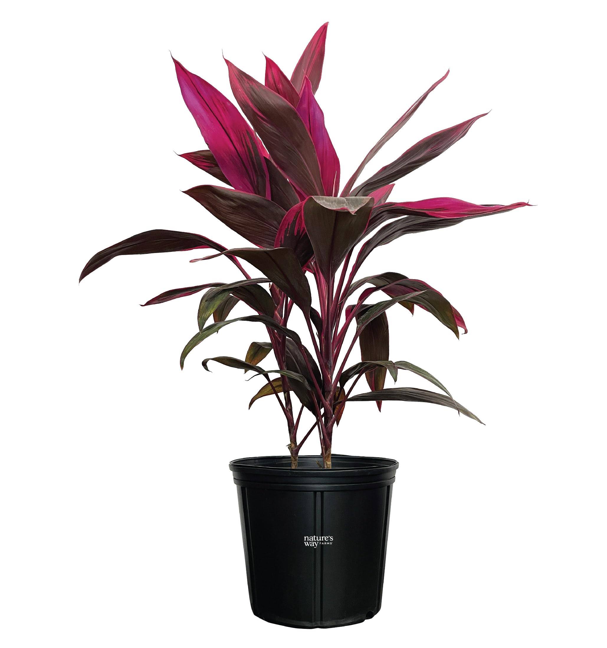 61130b80462a9199cd6e920806897669c342b5a8571e190ad24c447d428a0e68.jpg Cordyline fruticosa, Red Sister, Ti Plant, Live Plant 25-30 in. Tall in Grower Pot by Nature's Way Farms - Image 1