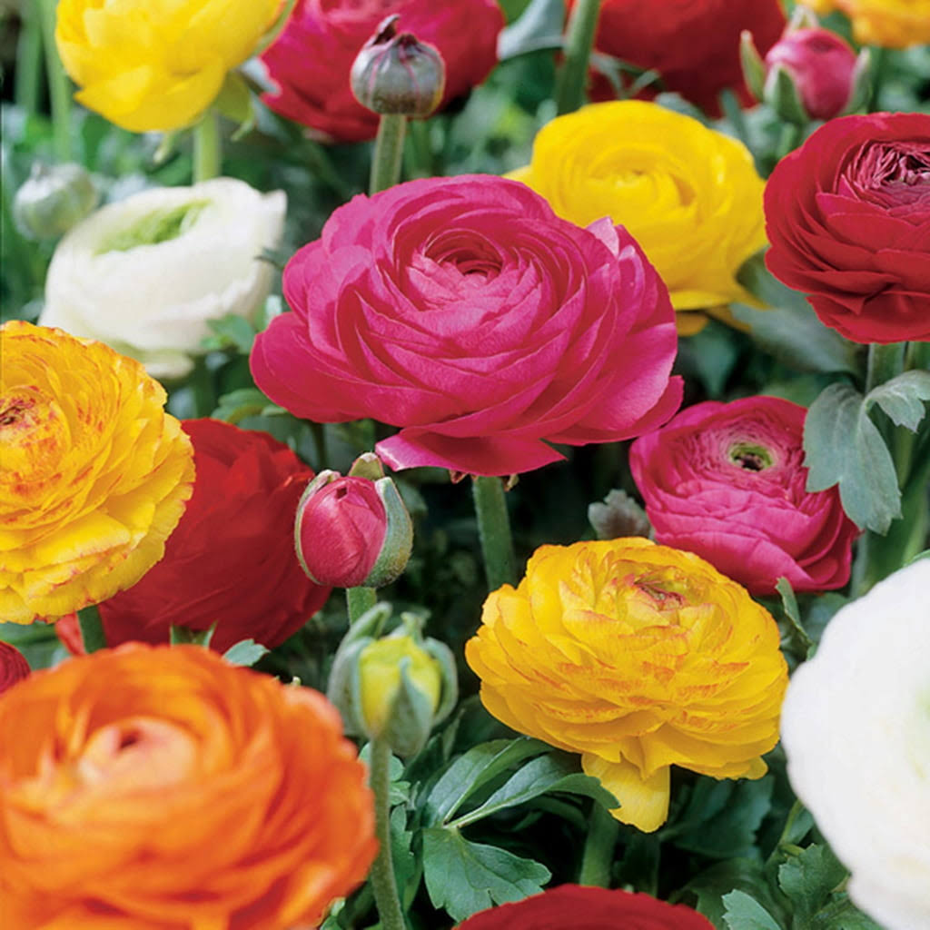 61381e52705035fa51c431d442dfd013e96c9a0837cfc0291da5b576c01bde25.jpg Van Zyverden Butter Cups Ranunculus Double Blooming Mixed Bulbs (Set of 25) - Image 1