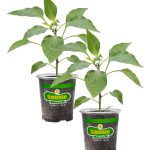 Bonnie Plants Shishito Pepper 19.3 oz. 2-Pack