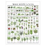 Pop Chart | Horticultural Chart of Houseplants | 16" x 20" Wall Art | Botanical Poster | Earthy Wall Decor | 100% Made in The USA