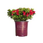 2 gal. Autumn Fire Shrub with True Red Reblooming Flowers