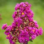 Gurney's Seed and Nursery Catawba Crape Myrtle Purple Flowering Shrub in 1 Pack(s) Bare Root | 87645