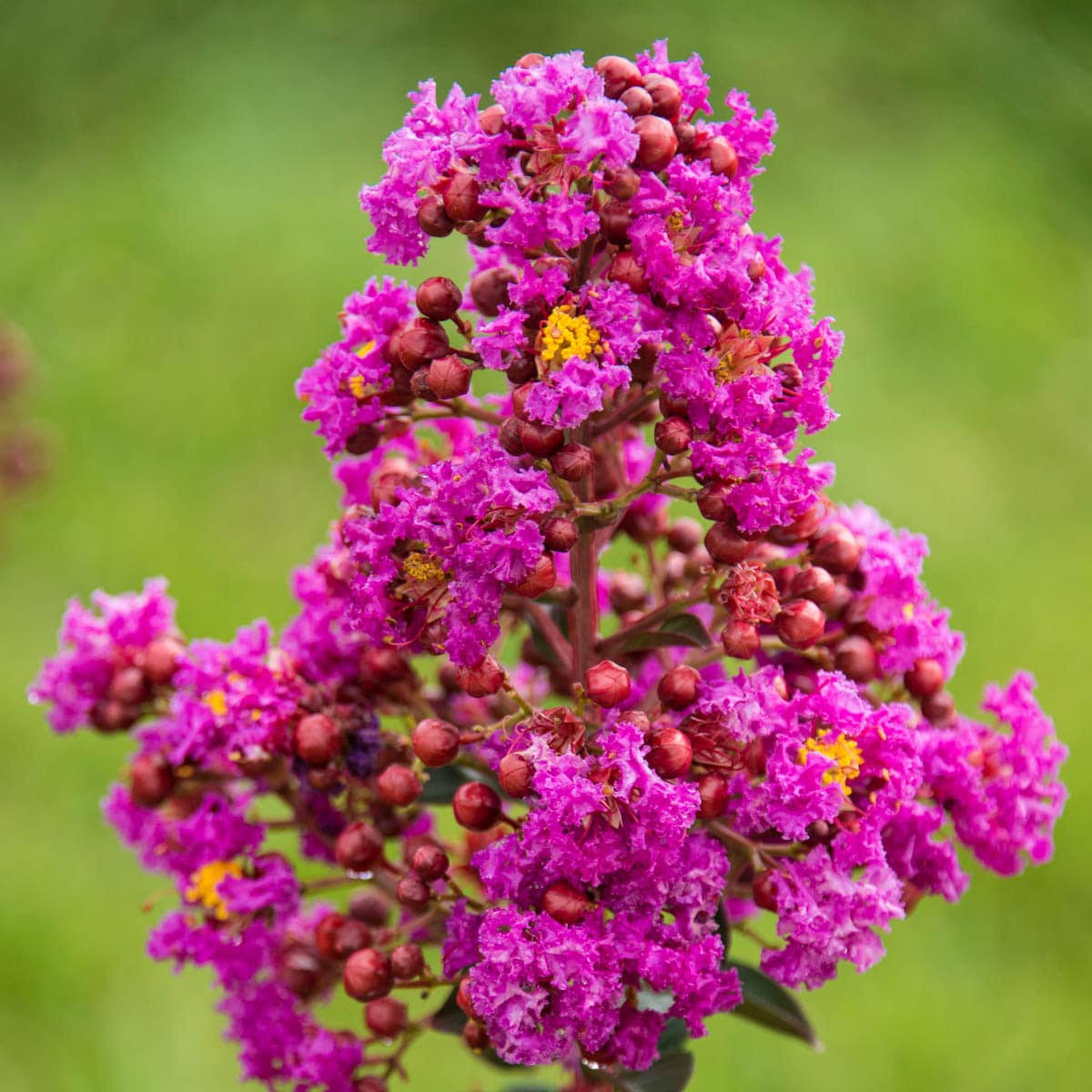 64fa4d738f52b4da9e3eb81b502ec98c28f894416049d05ddacc27a5928cf161.jpg Gurney's Seed and Nursery Catawba Crape Myrtle Purple Flowering Shrub in 1 Pack(s) Bare Root | 87645 - Image 1