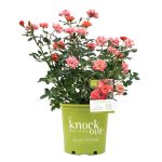 Rose Knock Out Coral, 2 Gallon