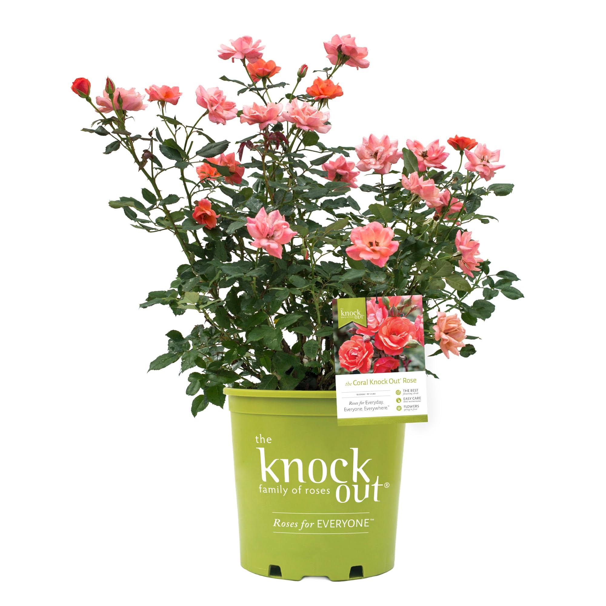 65018e5763e056d54358716e9f169f7d7bc5d45f702a3a5f7cb006f1fee4b20c.jpg Rose Knock Out Coral, 2 Gallon - Image 1