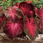 Caladium Red Flash,10 Bulbs Thrives in Heat and Humidity, Elephant Ears