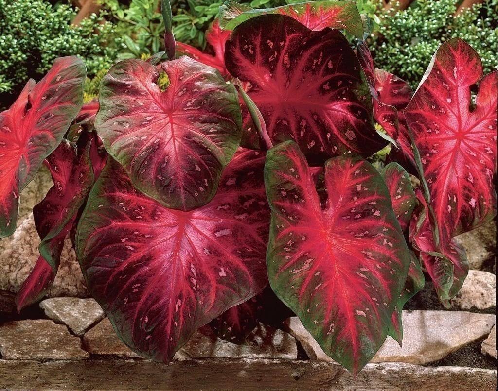 65056aa30afe62dae411c06e0322bcccdc6f5d3b07e7fd25d3025eda932027bc.jpg Caladium Red Flash,10 Bulbs Thrives in Heat and Humidity, Elephant Ears - Image 1