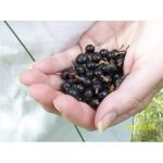 20 Golden Currant Shrub Black Fruit Yellow Flower Ribes Chrysobotrya Aurea Seeds