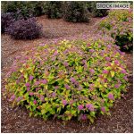 Spiraea Rainbow Fizz 4" Potted Rocketliners - Van Zyverden