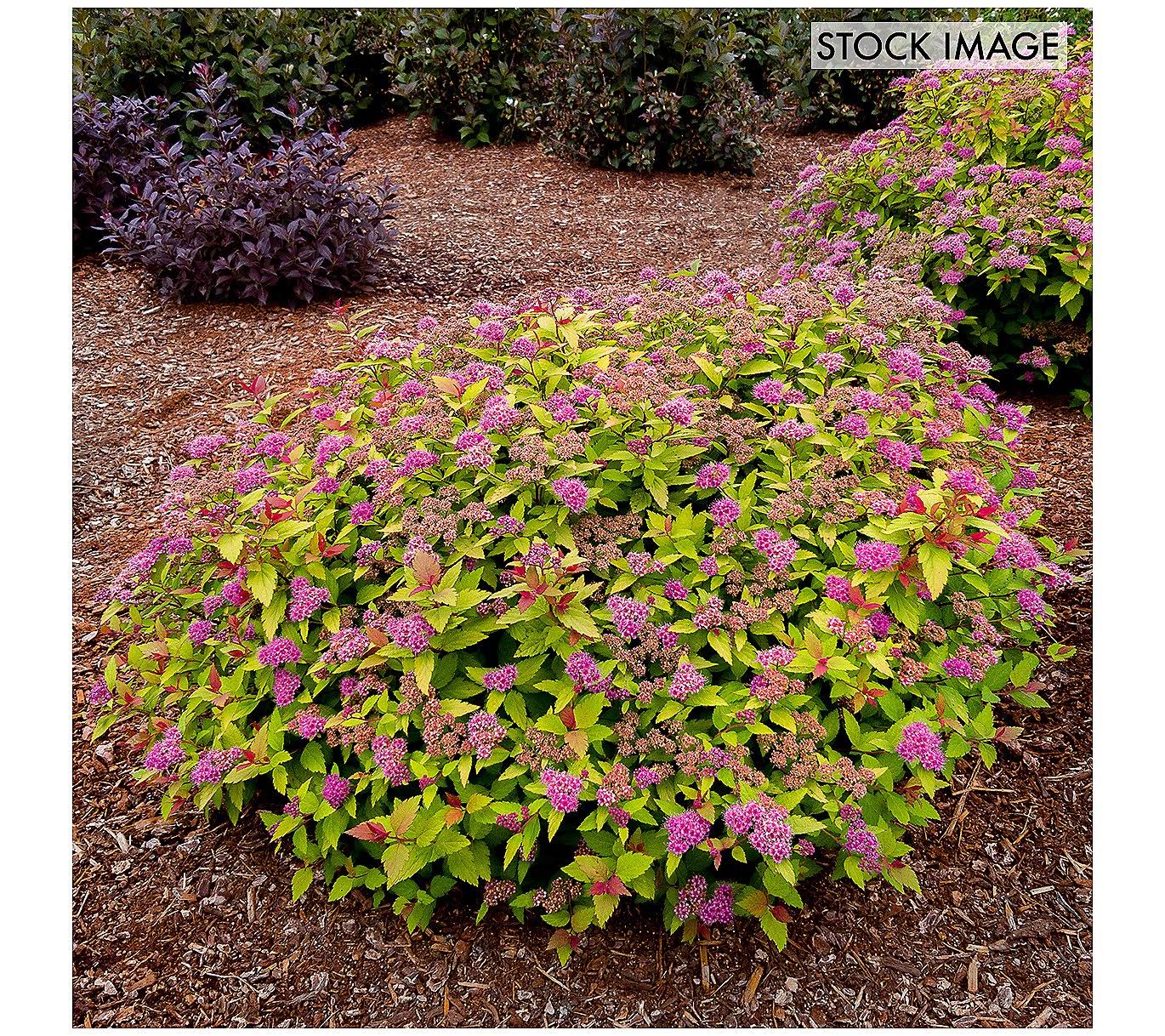 6648033f6b2628aea2509cdbc6182ee251bcaded81bd132edd0a7a2167f354fa.jpg Spiraea Rainbow Fizz 4" Potted Rocketliners - Van Zyverden - Image 1