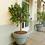2-3 ft. - Meyer Lemon Tree - Grow Lemons Anywhere in The Country, Outdoor Plant