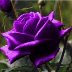 5 Purple Rose Rosa Floribunda Bush Shrub Perennial Flower Seeds