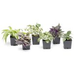 Altman Plants 2in Easy to Grow Live Houseplants (6 Pack)