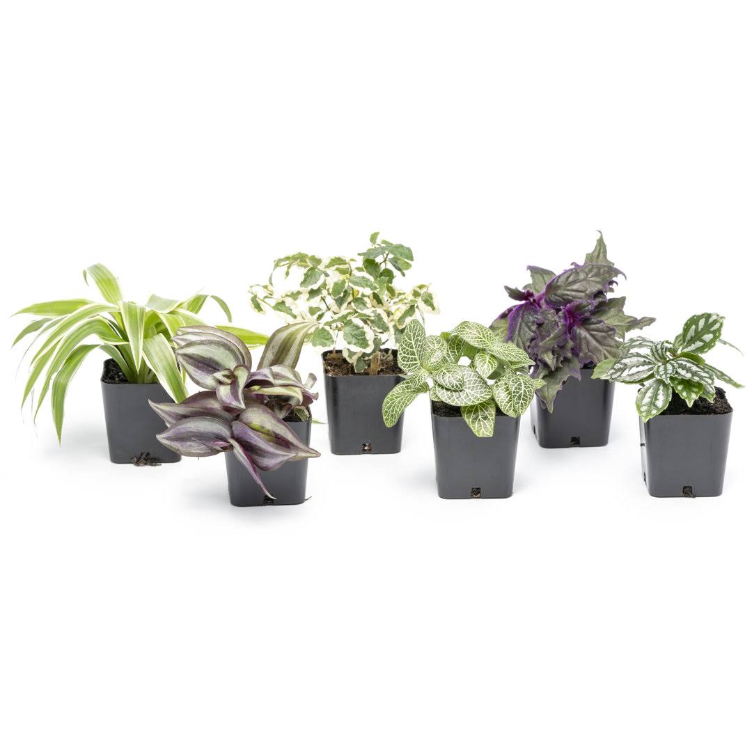 66be9501fe6ce869b9ec3ae3e967adceb4e58019080a2798faa5bd006a9791f3.jpg Altman Plants 2in Easy to Grow Live Houseplants (6 Pack) - Image 1