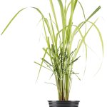 Bonnie Plants 2.32 Qt. Lemongrass