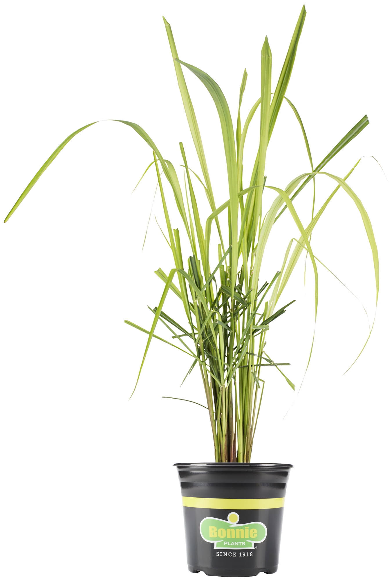 66caf24673b235a896c7ec2eb8408c75bba22cdad4511206a9b4237ac9595d0b.jpg Bonnie Plants 2.32 Qt. Lemongrass - Image 1
