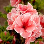 1 gal. Autumn Sunburst Shrub with Bicolor Coral Pink and White Reblooming Flowers