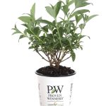 Proven Winners Miss Molly Butterfly Bush (Buddleia) Live Shrub, Deep Pink Flowers, 4.5 in. Quart