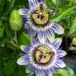 Blue Passion Flower