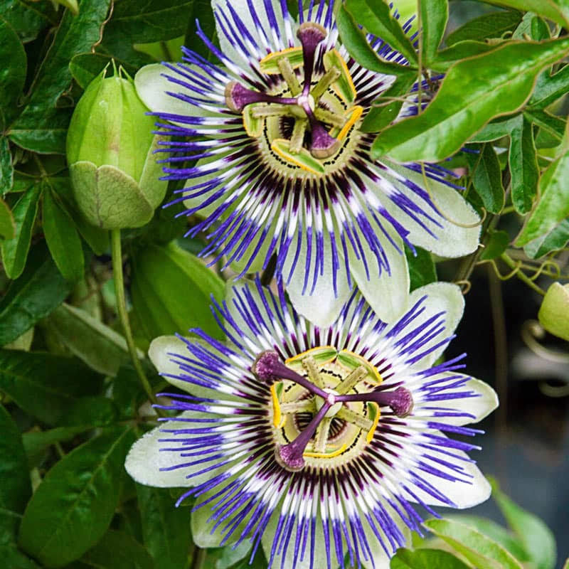 6842c30963d56e068fc7a4e16e561858f394c6685e2b92b2d2a6ea10c6d4cd38.jpg Blue Passion Flower - Image 1