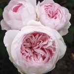 Plum Perfect Rose Plant Potted | Sunbelt Shrub Fragrant Purple Flowers
