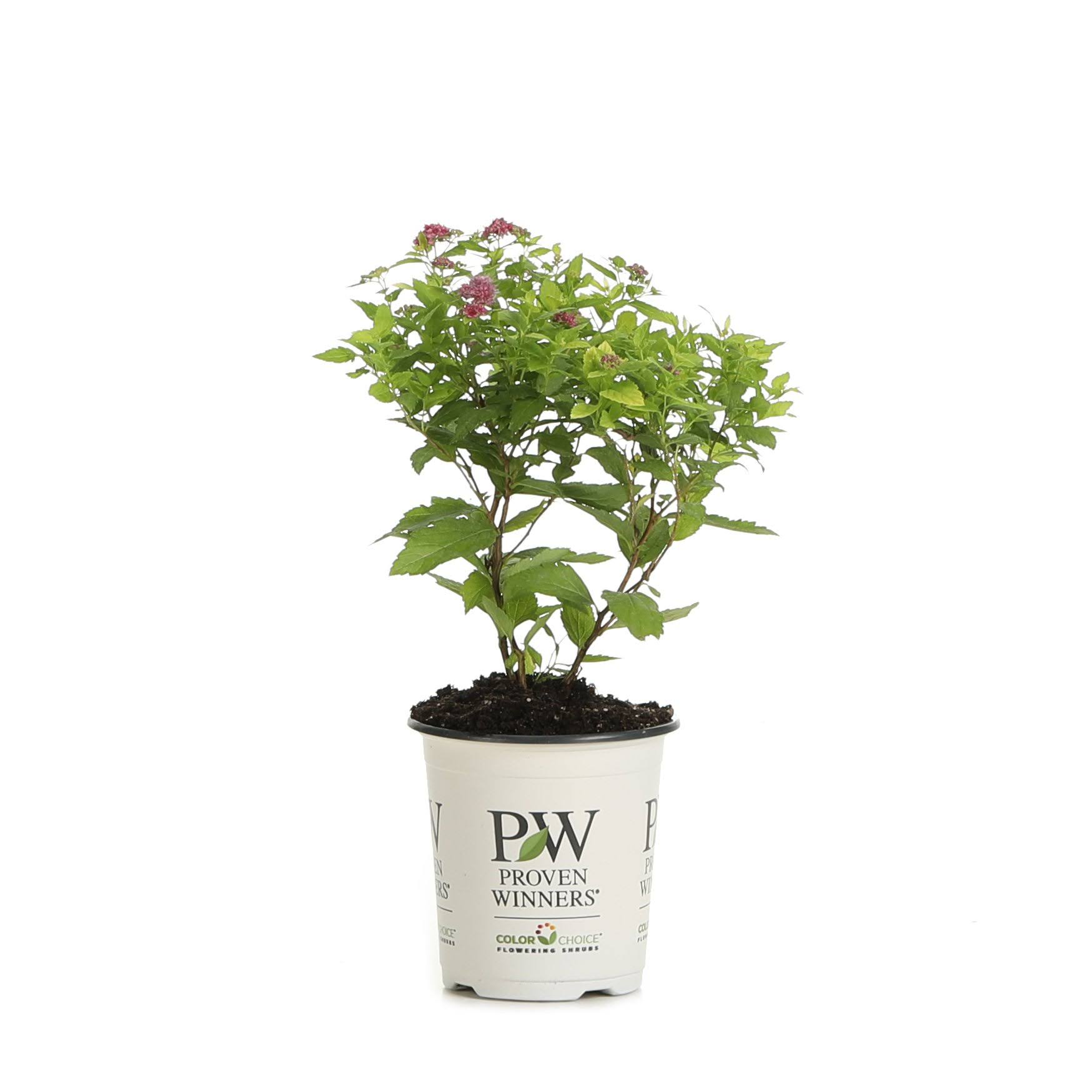 69ddbec9a2c791f1a57acddcc886966c7fdb576e2cb66640319a6942887984ac.jpg Proven Winners Double Play Gold Spirea Spiraea Live Shrub - SPIPRC1037800 - Image 1
